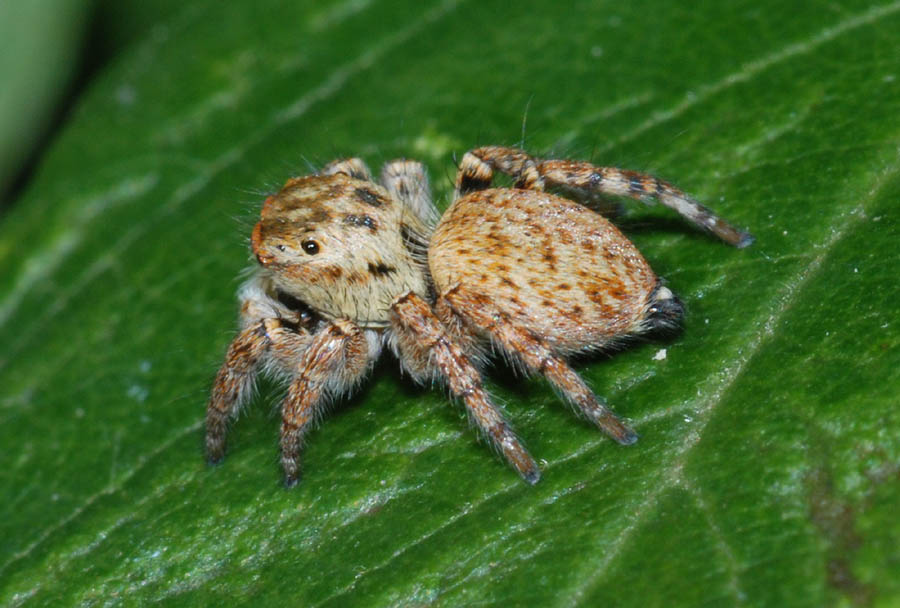 Carrhotus xanthogramma